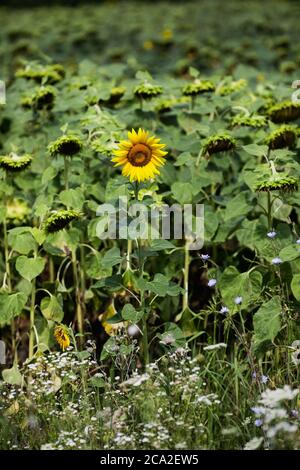 Eine der letzten Sonnenblumen auf einem Feld, der Rest wird ausgetrocknet, mit Bienen darin. Heben Sie sich vom Crowd-Konzept ab. Stockfoto