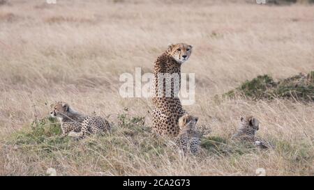Rückansicht einer Mutter Gepard mit drei Jungen in masai mara Stockfoto