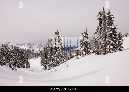 Winterliche Szene im Paradise, Mt. Rainier National Park im Staat Washington Stockfoto