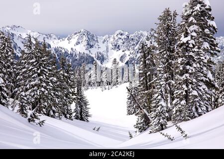 Winterliche Szene mit frisch gefallener Schneedecke im Paradise, Mt. Rainier National Park, im Staat Washington Stockfoto