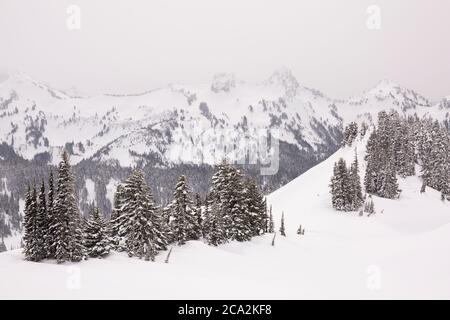 Winterliche Szene mit frisch gefallener Schneedecke im Paradise, Mt. Rainier National Park, im Staat Washington Stockfoto