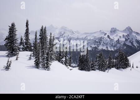 Winterliche Szene im Paradise, Mt. Rainier National Park im Staat Washington Stockfoto