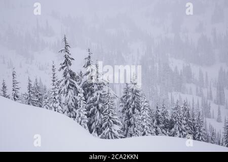 Winterwunderland-Szene im Paradies, Mt. Rainier NP Stockfoto