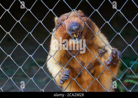 Junger Biber hinter Gittern im Zoo. Stockfoto