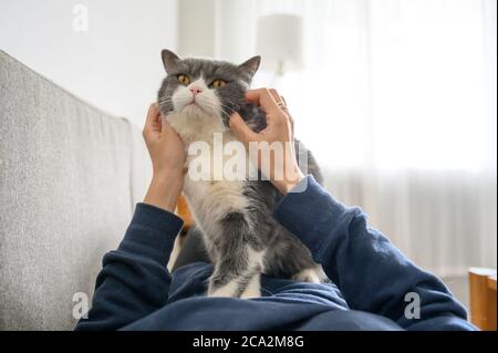 Britische Kurzhaarkatze liegt auf dem Bauch Stockfoto