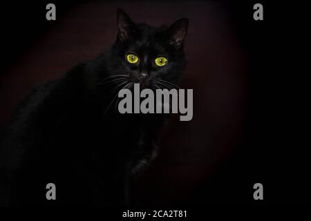 Schwarze Katze im dunklen Zimmer. Katzenaugen leuchten in der Dunkelheit. Finden Sie schwarze Katze in schwarzen Raum Konzept. Die grünen Augen der Katze leuchten in der Dunkelkammer. Schwaches Licht. Halloween Stockfoto