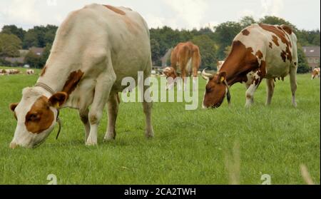 Braune Milchkühe grasen im Sommer auf einer grünen Wiese in Nijmegen in den Niederlanden Stockfoto