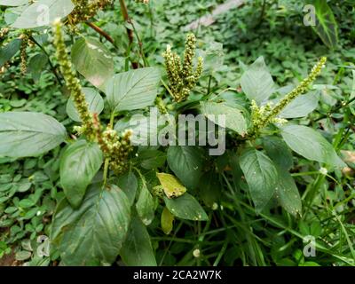 Nahaufnahme eines grünen Amaranth (Amaranthus viridis), eines grünen, in Südindien beliebten Gemüses. Stockfoto