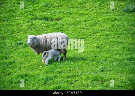 Schafe auf einer Wiese in Neuseeland. Stockfoto