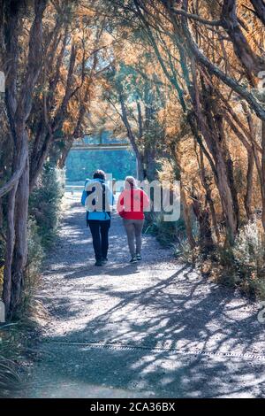 Zwei Frauen, die im Herbst auf einer schönen Gasse spazieren, Rückansicht. Stockfoto