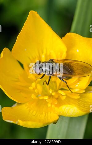 Macro of Hover fly (Syrphidae) auf Ranunculus acris, Butterblume gelbe Blume, bekannt als Butterblumen, Speerwürze und Wasser-Crowfoots in der Landschaft Stockfoto