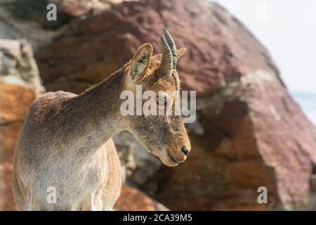 Bergziege auf den Gipfeln der Sierra Nevada, Granada. Stockfoto
