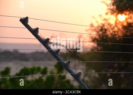 Elektrifizierter sicherer tiersicherer Zaun bei Sonnenaufgang im Letaba Rest Camp im Kruger National Park, Südafrika Stockfoto