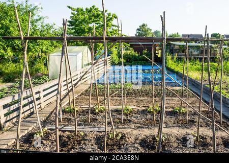 Frische Läufer Bohnenpflanzen und anderes Gemüse auf einem Gemüsegarten Patch mit Stöcken. Vitamine gesunde biologische homegrown Frühjahr Bio - Stock im Stockfoto