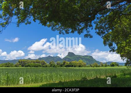 Panoramablick auf Berge und Zuckerrohrfelder in Mauritius, Afrika Stockfoto