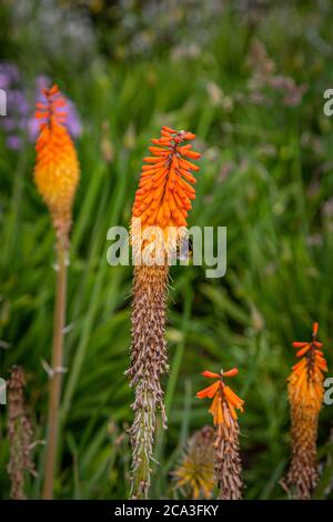 Eine Biene auf einer hellen Red Hot Poker Blume, mit einer flachen Tiefe des Feldes thront Stockfoto