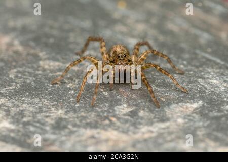 TinyWolf-Spinne Stockfoto