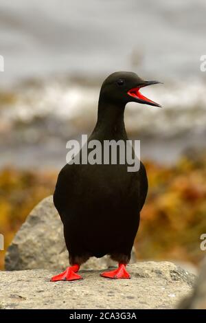 Schwarzer Guillemot (Cepphus grylle) Erwachsener mit offenem Schnabel. Island Stockfoto