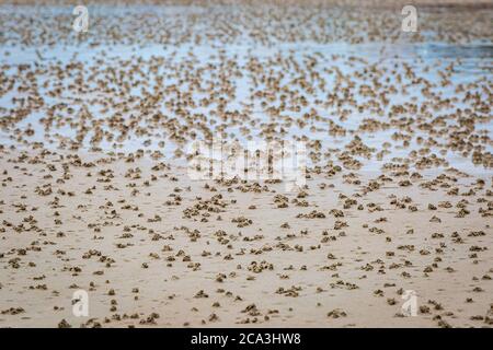 Wurmguss an einem Sandstrand bei Ebbe, auf der Insel Jersey Stockfoto