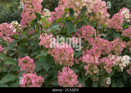 Blütenkopf eines Hydrangea paniculata 'Pink Diamond' Strauch, der in einer krautigen Grenze in einem Country Cottage Garden in Rural Devon, England, UK wächst Stockfoto