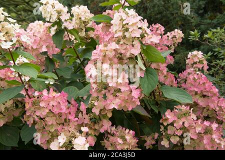 Blütenkopf eines Hydrangea paniculata 'Pink Diamond' Strauch, der in einer krautigen Grenze in einem Country Cottage Garden in Rural Devon, England, UK wächst Stockfoto