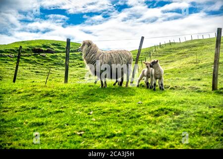 Schafe auf einer Wiese in Neuseeland. Stockfoto