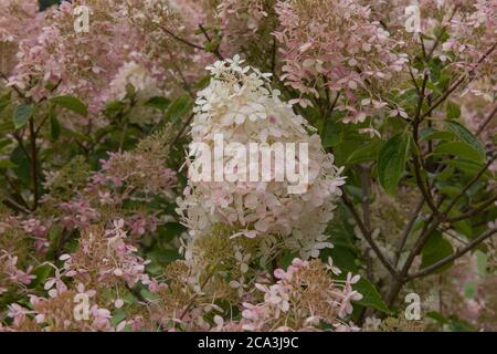 Blütenkopf eines Hydrangea paniculata 'Pink Diamond' Strauch, der in einer krautigen Grenze in einem Country Cottage Garden in Rural Devon, England, UK wächst Stockfoto