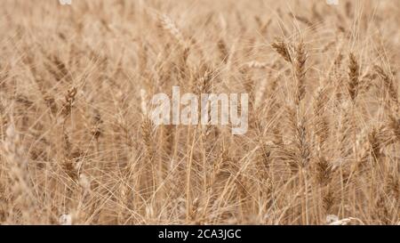 Dorn aus reifem gelben Weizen auf dem Feld. Weizenohren Hintergrund Nahaufnahme. Stockfoto