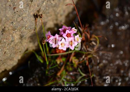 Nahaufnahme von Purple Saxifrage oder Bergsaxifrage (Saxifraga oppositifolia).Island Stockfoto