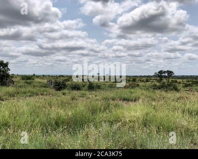 Wilde Zebras grasen auf einem Grasland im Krüger Nationalpark. Beobachtet während einer Wildfahrt im Krüger National Park. Safari Road Trip während der Regenzeit. Stockfoto