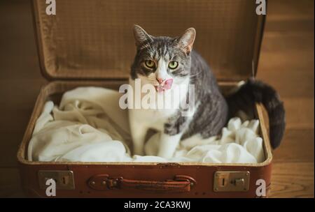 Eine hungrige, niedliche gestreifte streunende Katze sitzt auf einem alten braunen Koffer und wartet darauf, nach Hause gebracht zu werden. Stockfoto