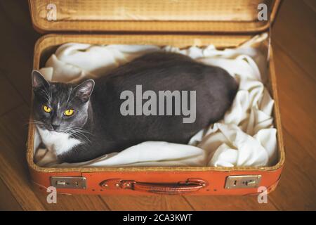 Niedliche graue Hauskatze sitzt bequem in einem alten orangen Koffer aus der Zeit zerschlagen. Die Reise kommt bald. Stockfoto