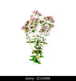 Oregano Blumen und Blätter Haufen isoliert auf weißem Hintergrund mit Clipping Pfad. Draufsicht, flach liegend. Blühende Majoran kreative Komposition Stockfoto