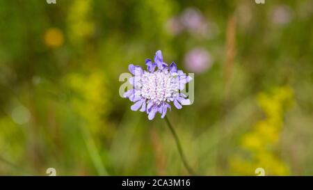 Nahaufnahme von Scabiosa columbaria Butterlfy Blue. Lavendelblüte. Stockfoto