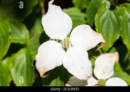 Nahaufnahme von Comus kousa. Gebräuchliche Namen sind kousa dogwood, chinesisch, koreanisch oder japanisch dogwood Stockfoto