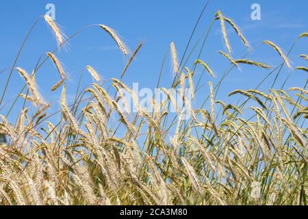 Roggenfeld gegen blauen Himmel. Symbol für Bio-Zutaten, Landwirtschaft, Landwirtschaft. Lateinischer Name des gezeigten Roggen: Secale cereale afghanicum Stockfoto