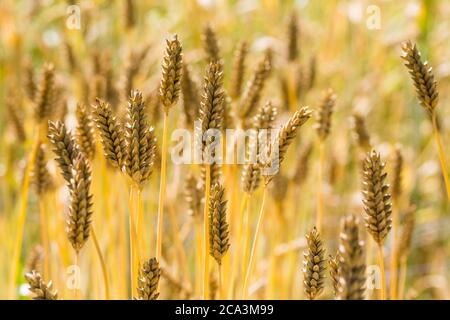 Gerstenfeld. Goldene Gerste Ohren aus der Nähe. Basis für Bier und destillierte Getränke. Lateinischer Name Hordeum vulgare convar. Vulgare var. dundarbeyi Stockfoto