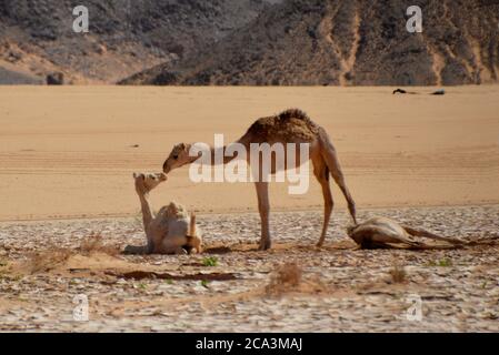 Algerien, Illizi, Tadrat-Nationalpark: Junge Dromedarinnen in der Wüste. Stockfoto