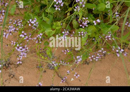 Algerien, Illizi, Tadrat-Nationalpark: Blumen der Zilla spinosa. Stockfoto