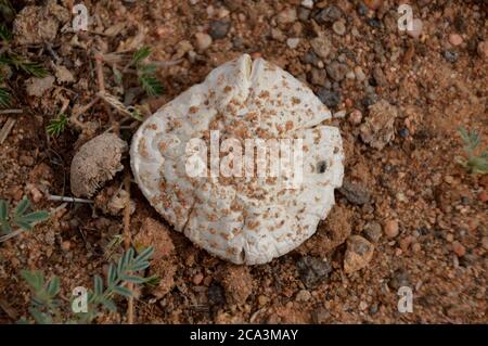 Algerien, Illizi, Tadrat Nationalpark: Pilz. Stockfoto