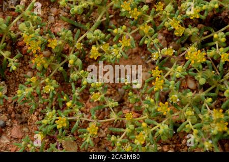 Algerien, Illizi, Tadrat Nationalpark: Blüten der Wüste saftig. Stockfoto