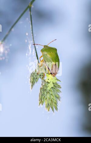 Weibchen des grünen Schildwanzes - Palomena prasina - das Legen der Eier für die Fortpflanzung auf einem Grashalm Stockfoto