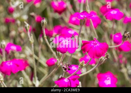 Nahaufnahme der Lychnis coronaria Blume. Eine blühende Pflanze aus der Familie der Caryophyllaceae. Verschwommener Hintergrund. Stockfoto