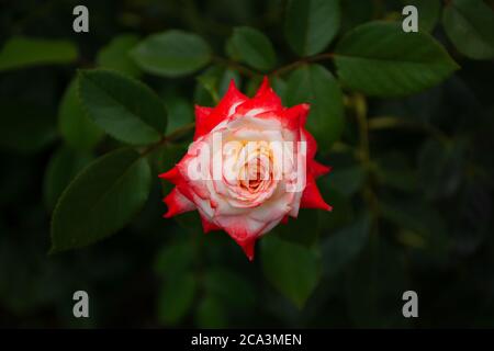 Eine Tasse Schuss eines leuchtend roten Rose gegen Sommer grünen Pflanzen. Rote Rose auf einem Blumenbett Draufsicht Stockfoto