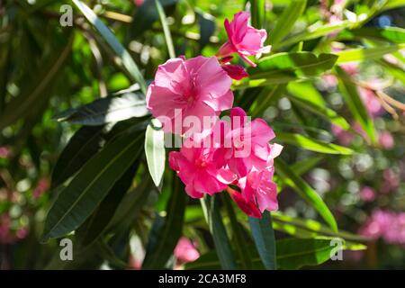 Oleander rosa lat. Nerium ist eine immergrüne Südpflanze. Rosafarbene exotische Blüten im selektiven Fokus. Schöner Hintergrund für eine Postkarte. Sommer hell f Stockfoto