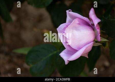 Flieder stieg auf einem Bush im selektiven Fokus. Eine zarte Blume im weichen Abendlicht. Wachsende Gartenrosen. Große Blume auf einem Ast. Rose Bush in der Stockfoto