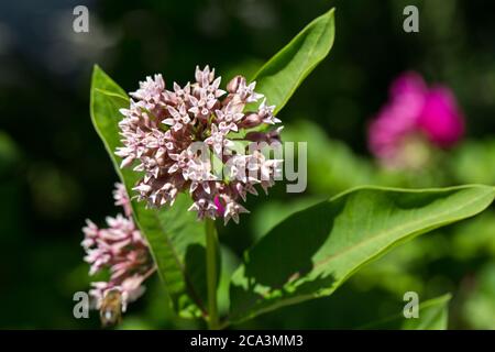 Nahaufnahme von Asclepias syriaca. Gebräuchliche Namen sind Melkweed, Schmetterlingsblume und Seidenweed. Gehört zur Familie der Apocynaceae. Stockfoto