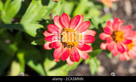 Nahaufnahme einer Zinnia Blume. Mit roten Blütenblättern und gelber Mitte. Gehört zur Familie der Asteraceae. Stockfoto