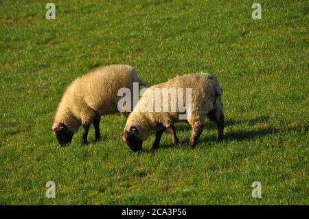 Zwei weiße Schafe grasen auf einem Deich Stockfoto
