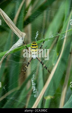 Weibliche Spinne Argiope Bruennichi auf ihrem Spinnennetz mit Stabilimentum. Makro Stockfoto